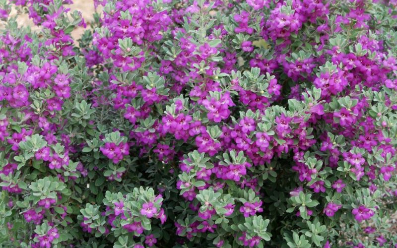 5. Cây tuyết sơn phi hồng