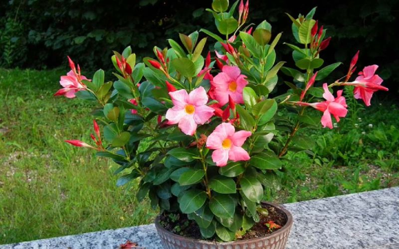 6. Cây hoa hồng anh