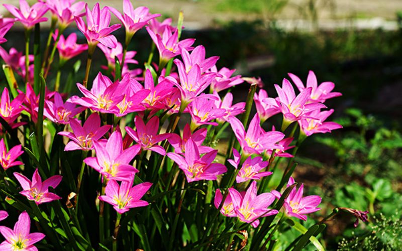 7. Cây hoa tóc tiên