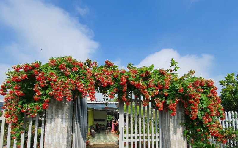 8. Cây hoa sử quân tử