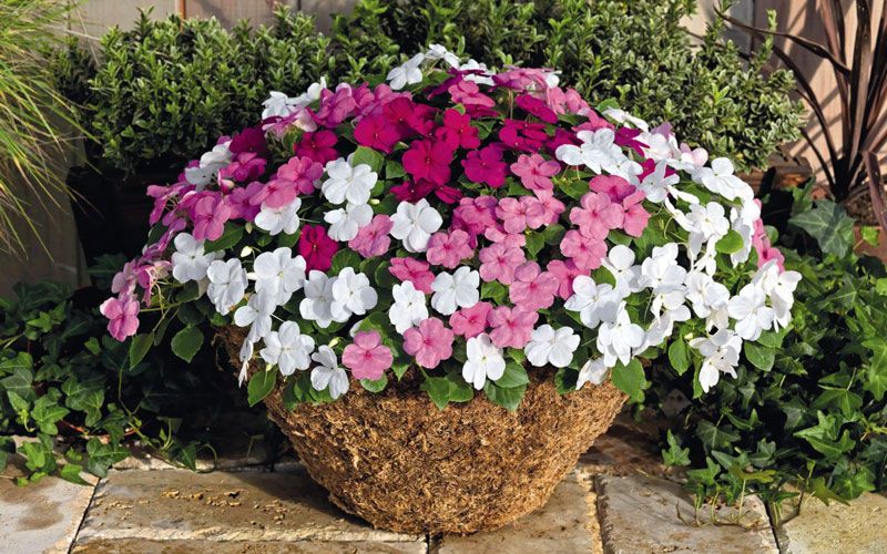 12. Hoa mai địa thảo