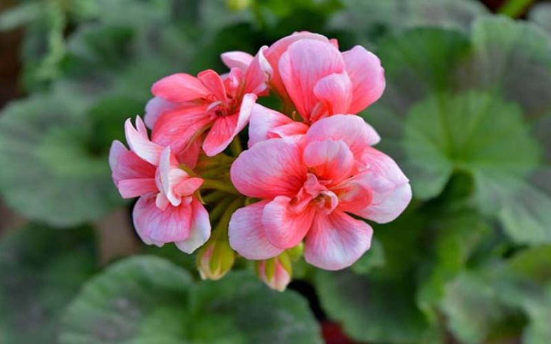 4. Hoa phong lữ thảo