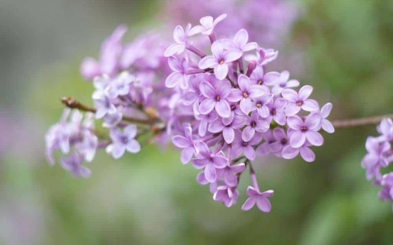 6. Hoa tử đinh hương