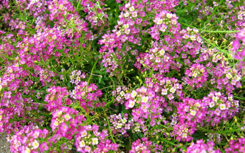 7. Hoa bông tuyết