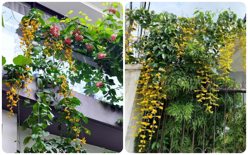 Cây Lan hoàng dương