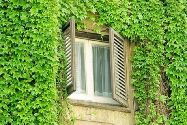 Cây thường xuân