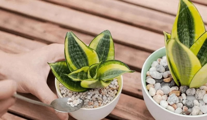 Vật phẩm phong thủy đặt bàn làm việc cho người mệnh Thủy- Ảnh 5.