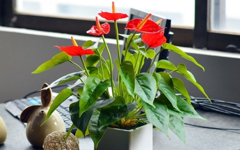 Vật phẩm phong thủy đặt bàn làm việc cho người mệnh Hỏa giúp công danh thăng tiến- Ảnh 2.