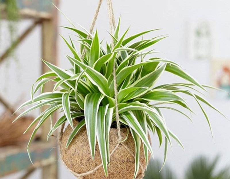 7 loại cây trồng trong phòng ngủ có thể giúp bạn ngủ ngon hơn- Ảnh 6.
