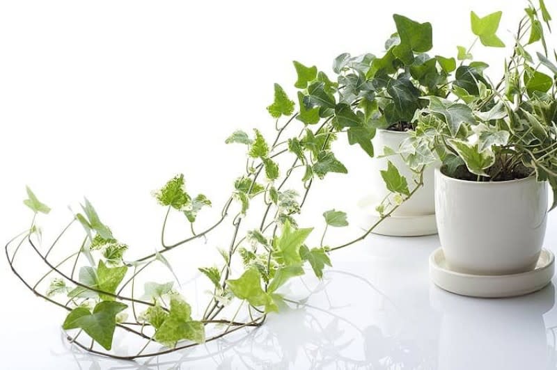 7 loại cây trồng trong phòng ngủ có thể giúp bạn ngủ ngon hơn- Ảnh 7.