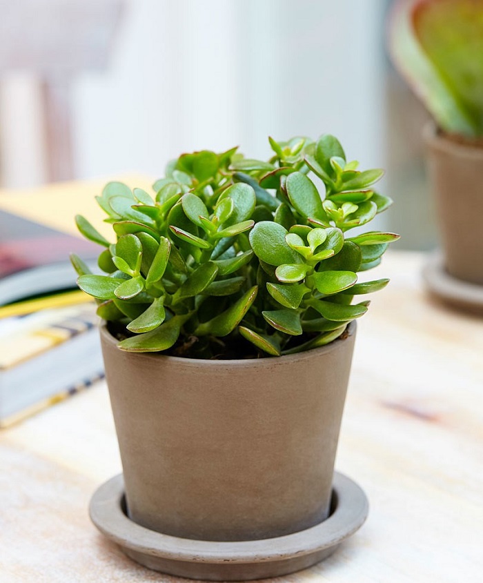 7 loại cây trồng trong phòng ngủ có thể giúp bạn ngủ ngon hơn- Ảnh 4.