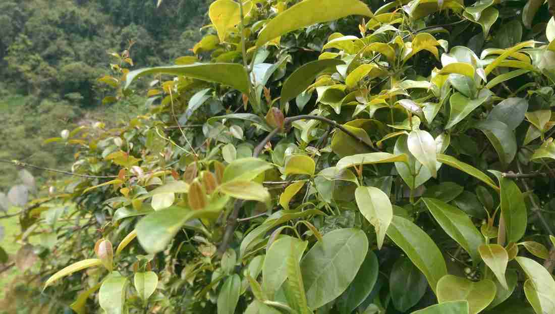 Bà Rịa - Vũng Tàu bổ sung đơn giá bồi thường cây trồng khi thu hồi đất- Ảnh 1.