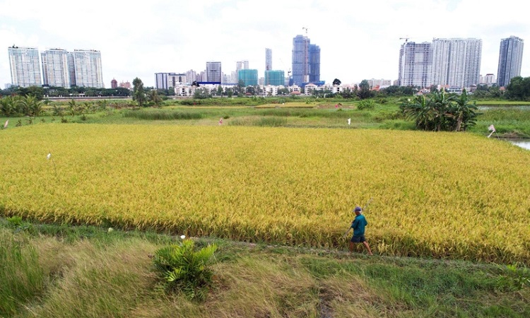 TP.HCM tăng thuế sử dụng đất nông nghiệp từ ngày 10/7- Ảnh 1.