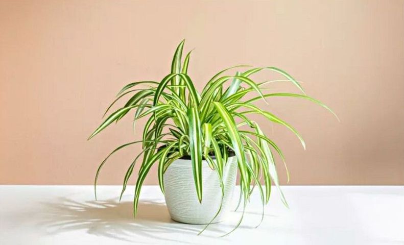 Các loại cây thích hợp trồng trong phòng bếp- Ảnh 6. Các loại cây thích hợp trồng trong phòng bếp- Ảnh 6.