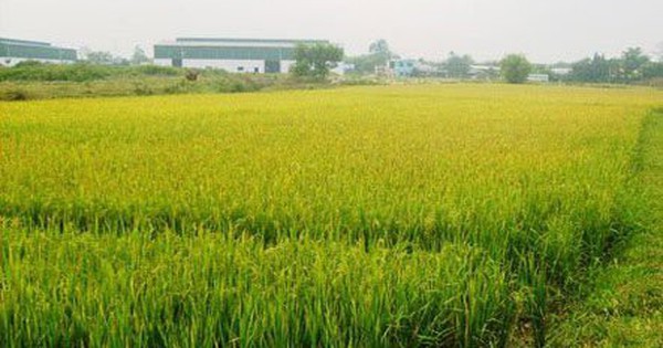 Điều kiện chuyển nhượng đất trồng lúa