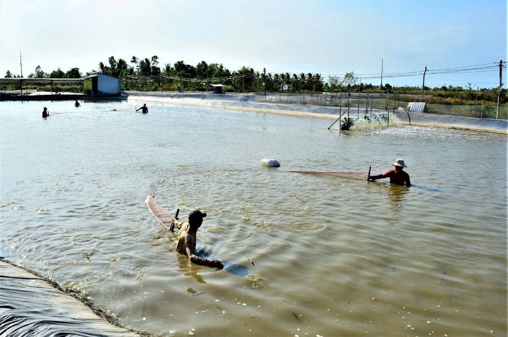Nghiên cứu triển khai điện gió, điện mặt trời kết hợp nuôi trồng thủy sản và điện khí LNG tại Cà Mau- Ảnh 2.