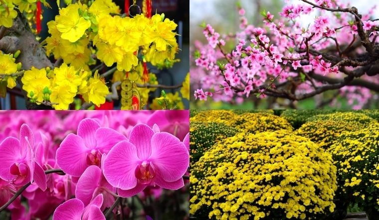 Các loại hoa, cây cảnh được ưa chuộng trang trí Tết Bính Ngọ 2026