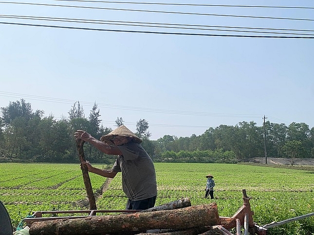 nghich canh dat hoa lac ai cung lai to nhung khong thay tien dau