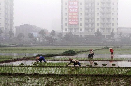 Đất nông nghiệp đang bị thu hẹp.