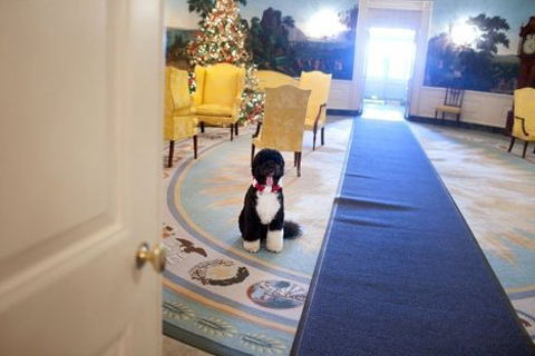 The Blue Room is the formal reception room of the White House.